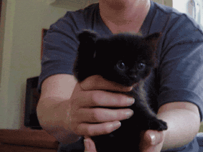 [Image: Adorable-Black-Kitten-Animation-Fixed-Wa...tumblr.gif]