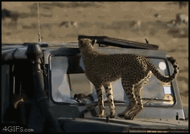 [Image: Cheetah_poops_car.gif]