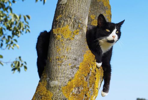 [Image: photolibrary_rm_photo_of_cat_in_a_tree_zps415ce1f5.jpg]