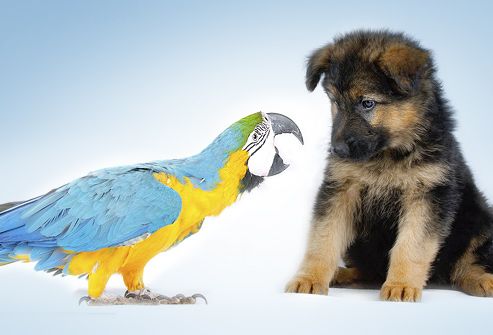 [Image: photolibrary_rm_photo_of_parrot_and_pupp...78261e.jpg]