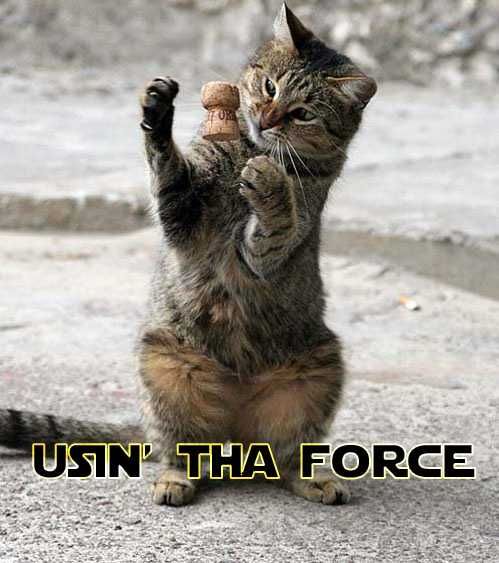 [Image: Funny-Pictures-of-Cats-With-Captions-jed...-force.jpg]