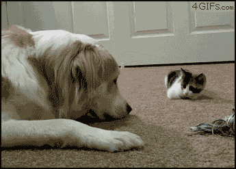 [Image: Kitten-boops-dog-tag-youre-it.gif]