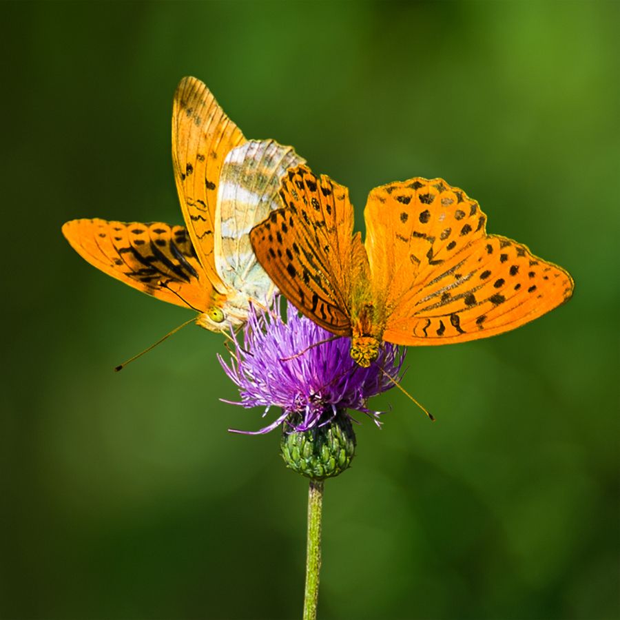 [Image: Macro-Photography-two-butterflies_zps682aaec3.jpg]