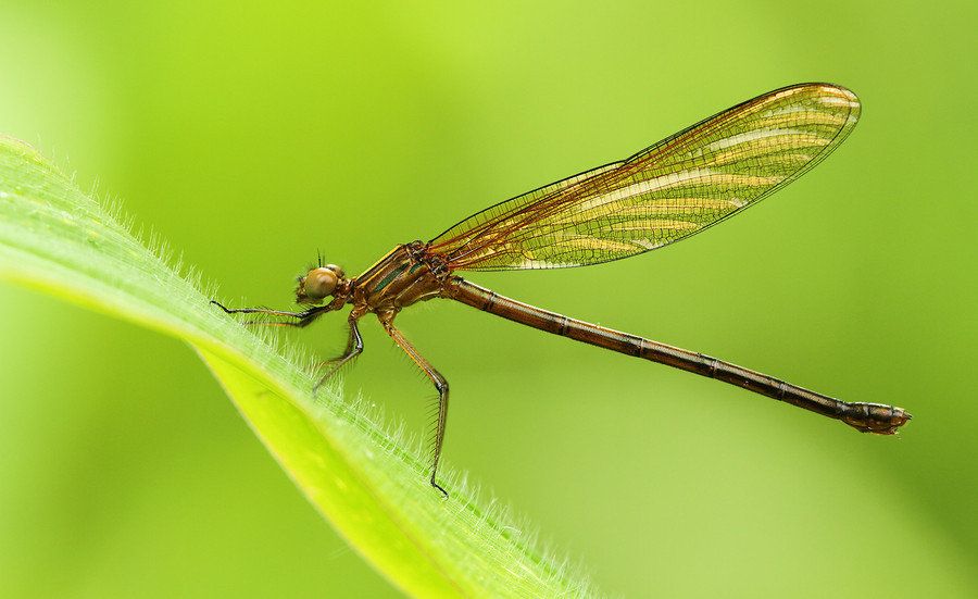 [Image: ProfessionalnaturalmacrophotographybyIsr...861cb8.jpg]