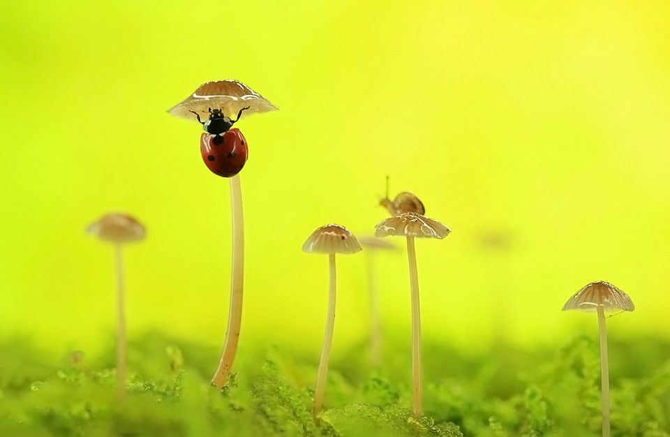 [Image: Snailandladybugcrawlingonmushrooms-Macro...5d037b.jpg]