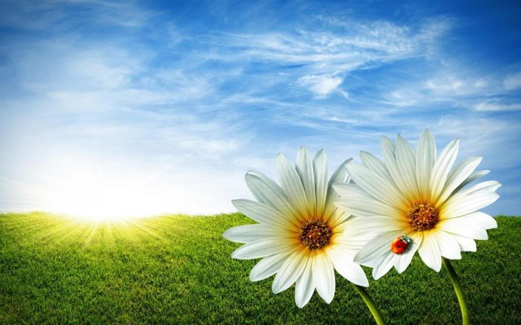 [Image: White_Flowers_Looking_Beautiful_Hd_Wallp...2d2f8d.jpg]