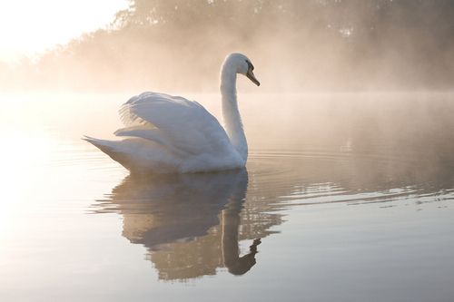 [Image: beautiful-lake-nature-swan-vintage-Favim...1-Copy.jpg]