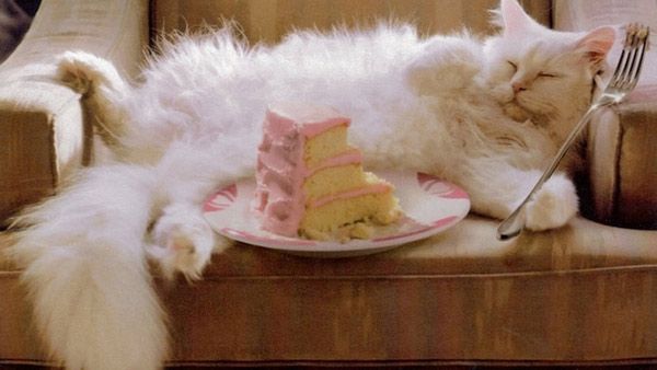 [Image: cat-eating-cake-1.jpg]