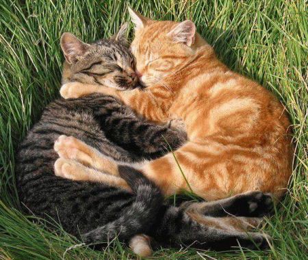 [Image: cuddlingcats_zps9ee48e24.jpg]