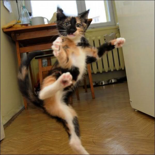 [Image: just-try-me-bitches-cat-kick.jpg]