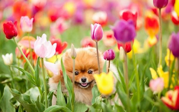[Image: p_cute-dog-and-tulips.jpg]