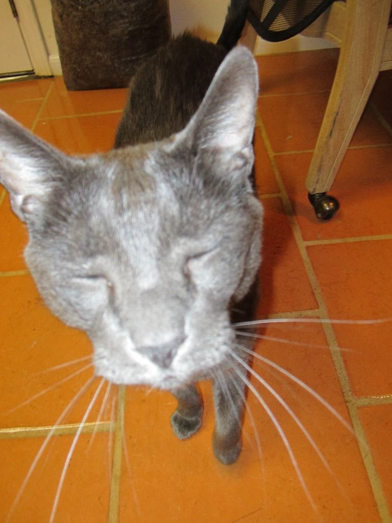 Spurfy old man cat muzzle whiskers