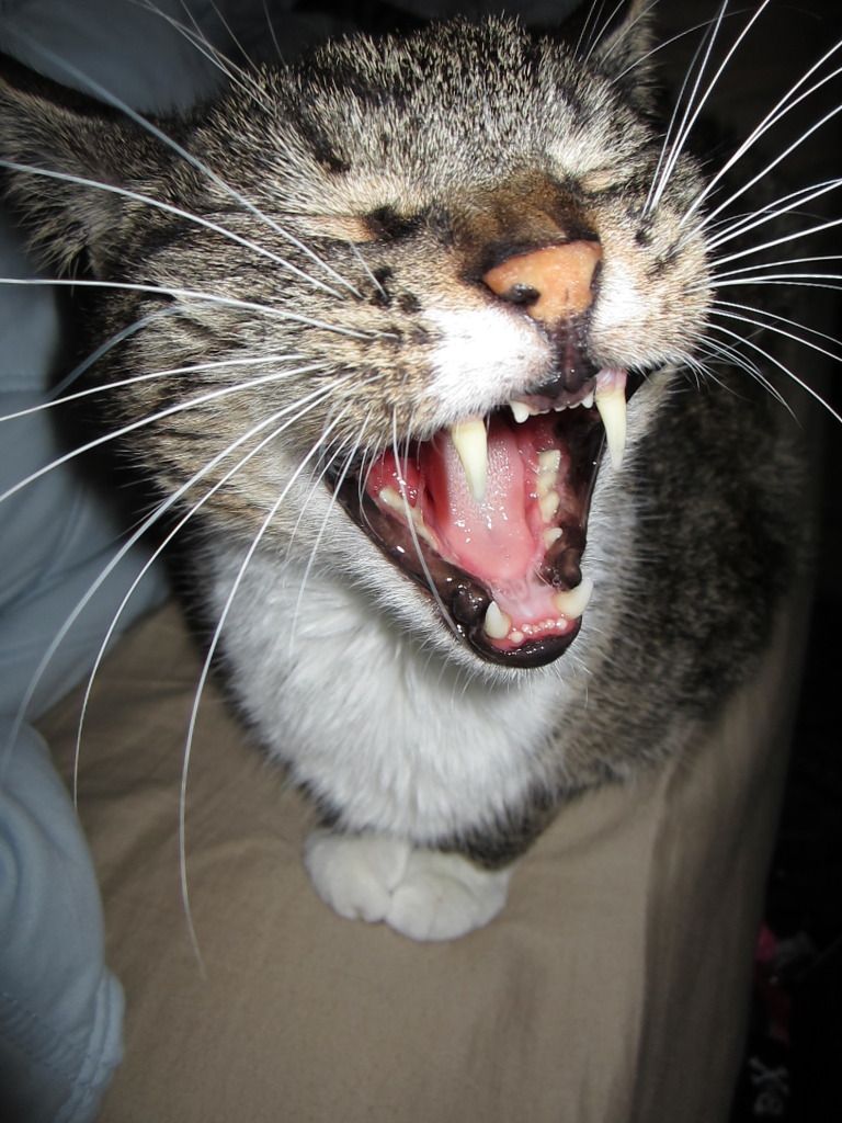 Hooney Cat Teeth Yawn striped tabby