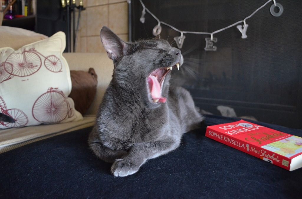 yawning russian blue cat with book on black ottoman