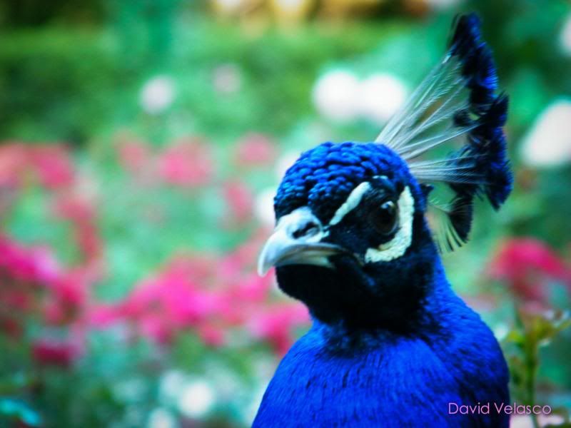 angrypeacock_zps61236437.jpg
