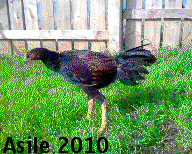asile2010.gif