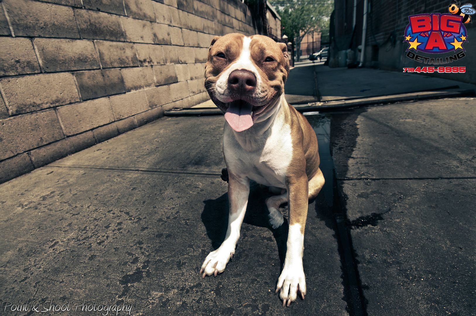 Doggy2.jpg