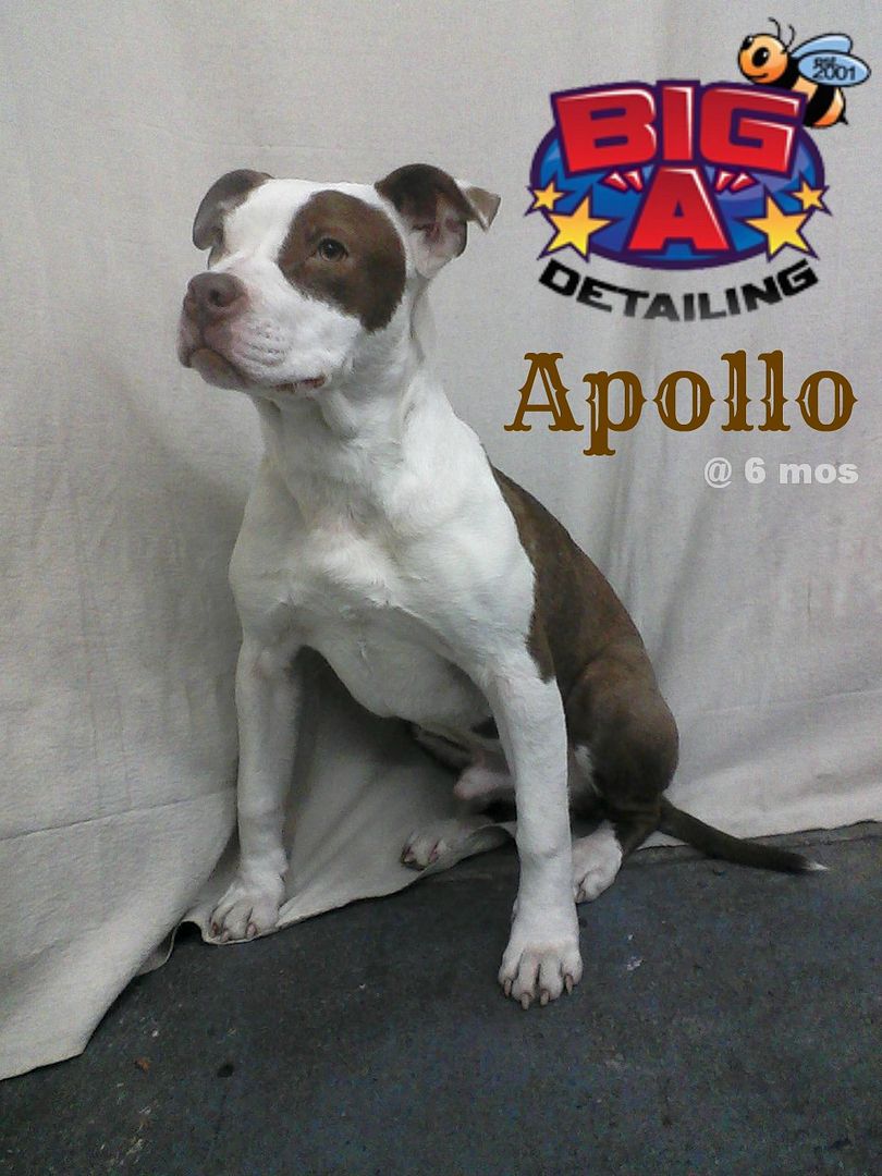 apollo6mnths.jpg