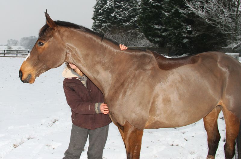 Best way to put more weight on thoroughbred? Horse and Hound Forum