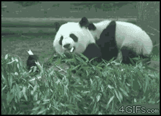 Kung Fu Panda - sacimanco.net