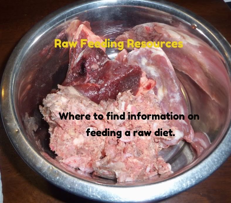 how to feed raw meat to a dog