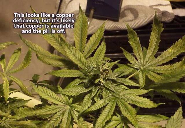 cannabis-copper-deficiency.jpg