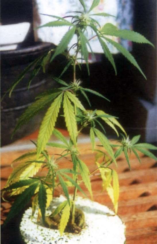 sulfur-deficiency-cannabis.jpg