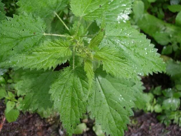 plantas medicinales tal vez alguna te sirva (25 en total) plantas medicinales tal vez alguna te sirva (25 en total)