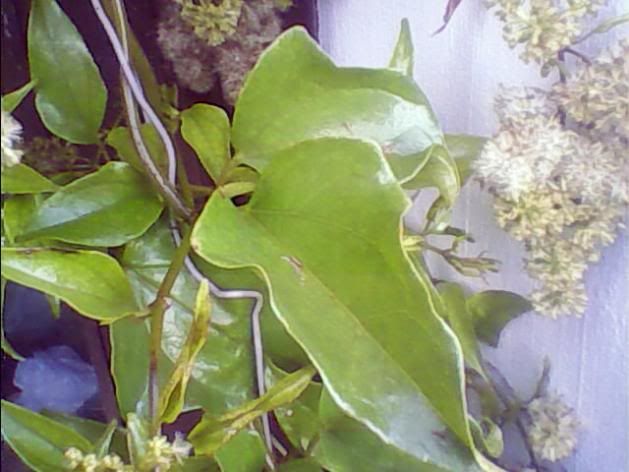 plantas medicinales tal vez alguna te sirva (25 en total plantas medicinales tal vez alguna te sirva (25 en total