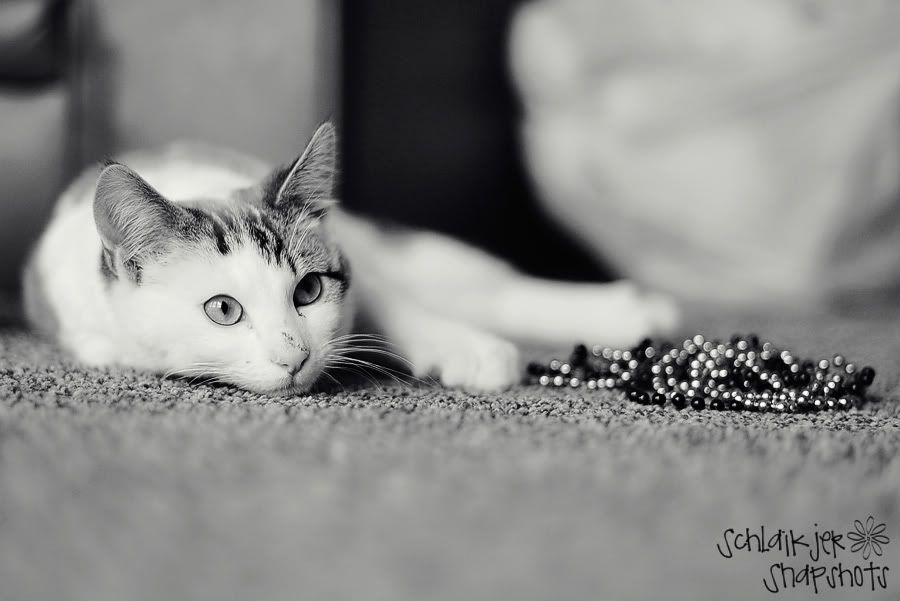 DSC_0059.jpg