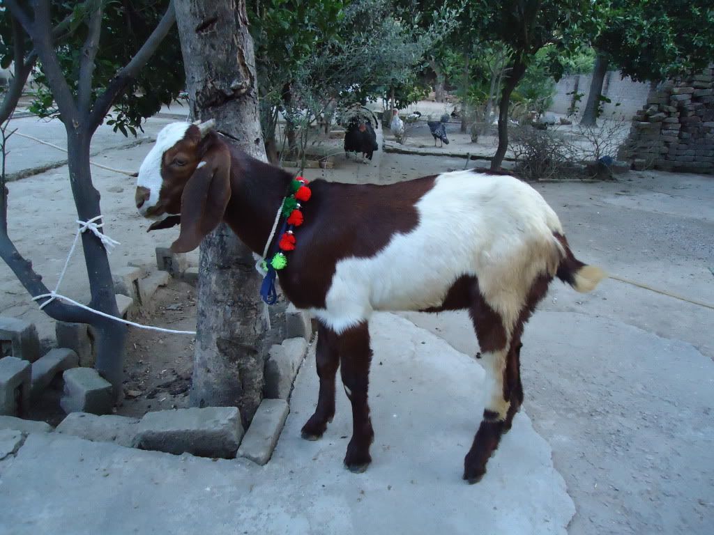 goat001.jpg