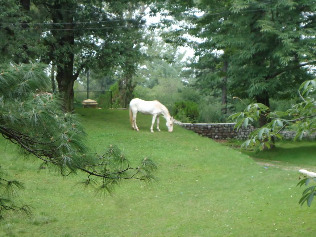 isbmurree069.jpg