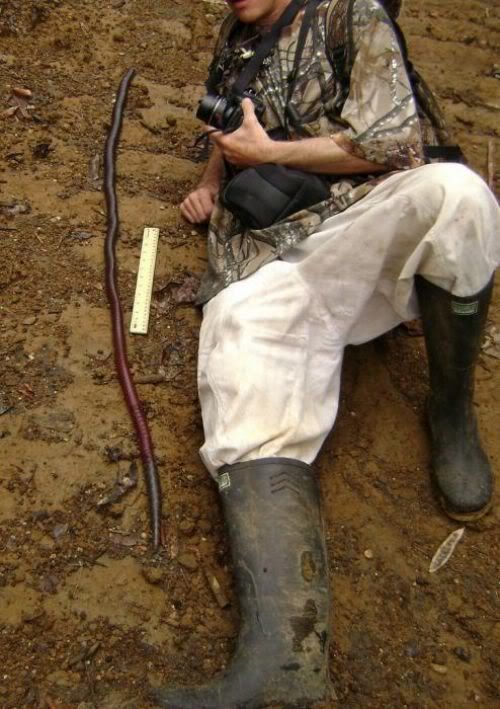 australian giant earthworm 2 [Gambar Pelik] Cacing Tanah Paling Besar