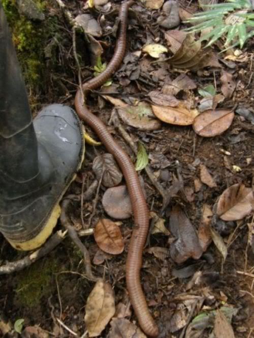australian giant earthworm 5 [Gambar Pelik] Cacing Tanah Paling Besar