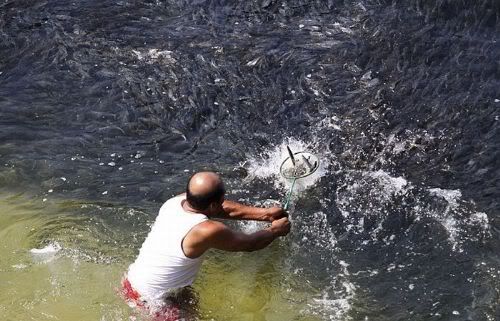 ikan pelik ikan pelik
