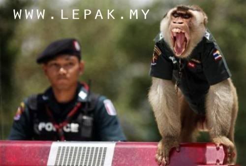 polismonyetthailand1 [Gambar Menarik & Pelik] Monyet Jadi Polis Di Thailand