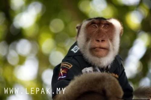 polismonyetthailand2 [Gambar Menarik & Pelik] Monyet Jadi Polis Di Thailand