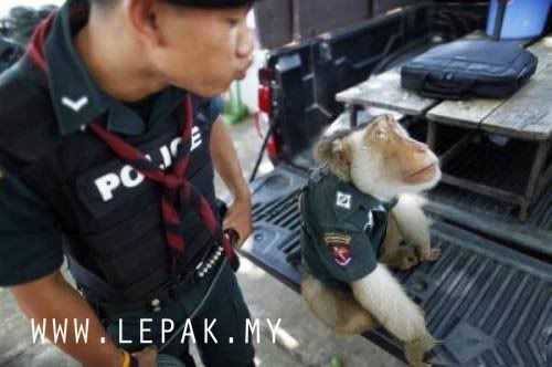 polismonyetthailand3 [Gambar Menarik & Pelik] Monyet Jadi Polis Di Thailand