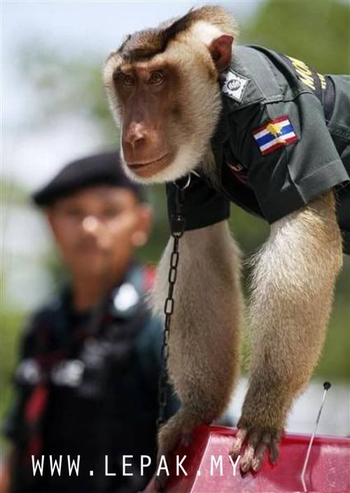 polismonyetthailand4 [Gambar Menarik & Pelik] Monyet Jadi Polis Di Thailand