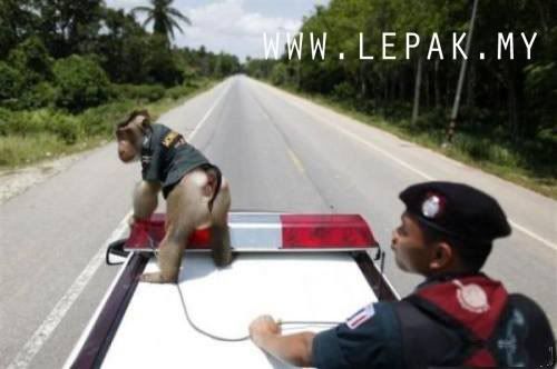 polismonyetthailand5 [Gambar Menarik & Pelik] Monyet Jadi Polis Di Thailand
