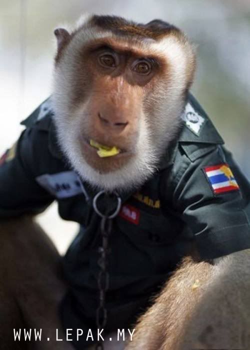polismonyetthailand6 [Gambar Menarik & Pelik] Monyet Jadi Polis Di Thailand