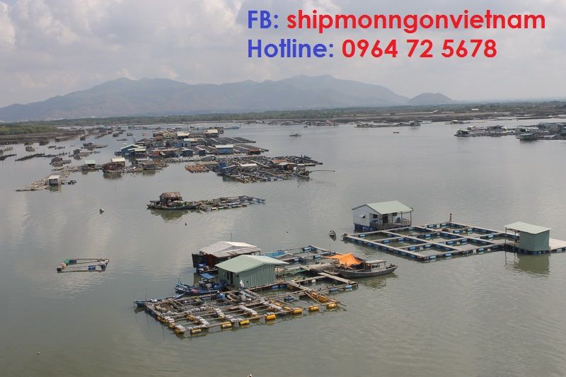 Vựa Hào – Cá Bớp Long Sơn BR-VT 0964725678