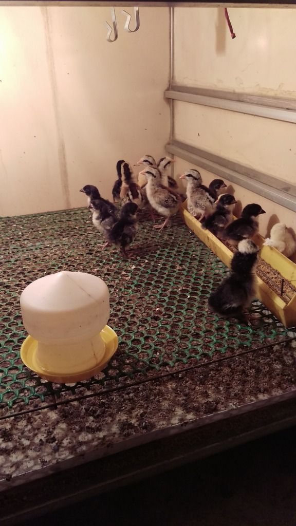 Trại Gà Kiểng - 3