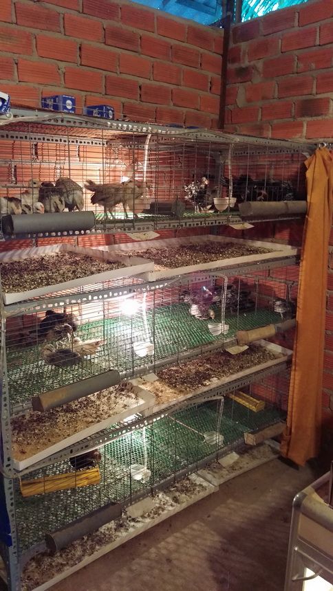 Trại Gà Kiểng - 6