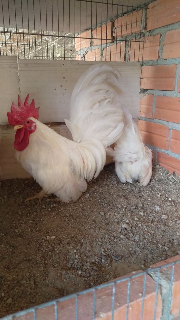 Trại Gà Kiểng - 18