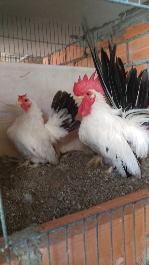 Trại Gà Kiểng - 17