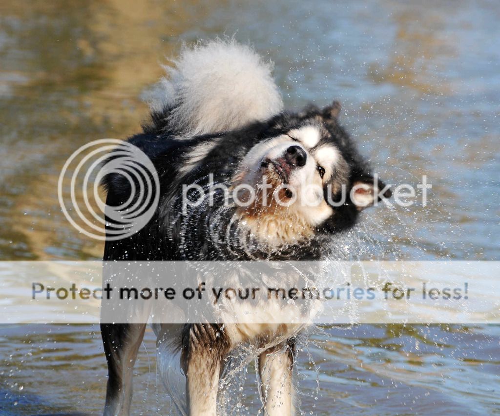 甩毛的时候简直是个巨型喷壶……谁离得近谁遭殃!